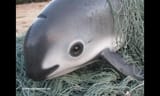 10nc0qjhlf_vaquita_story_hero