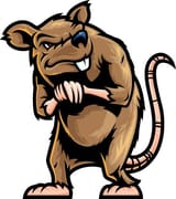 rat