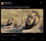 lion norwood