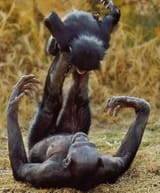rare image of black father playing with his young