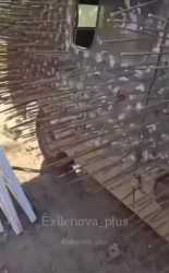 hedgehog bukhanka_thumb.jpg