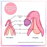 Anatomy-of-cliroris-penis-Vivian-Baruch-online-Springwood