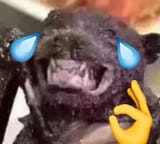 1580536684033