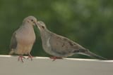 mourning doves