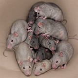 tunnel rats 2