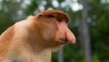 proboscis monkey-Borneo