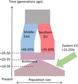ashkenazi_genetics