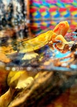 submergio