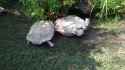 turtle_bro_thumb.jpg