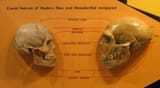 sapiens_neanderthal_comparison