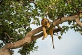 wkpsh-lion-sleeping-in-tree-1