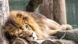 lion-sleeping-some-tree-logs-67585144-2548476123