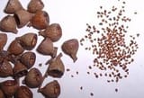 seeds_of_peace
