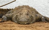 grin