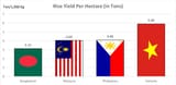 Rice-yield-per-Hectare-in-South-Asian-Countries
