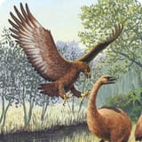 API_Haast&#039;s_Eagle