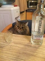 cat_vodka