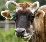 BullCow