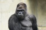 2560px-Western_Lowland_Gorilla2010501A