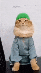 muslim-cat-cat (1)