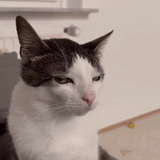 cat-annoyed