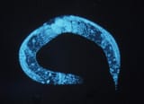 Caenorhabditis_elegans