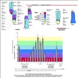 circumcision effects