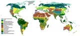 Vegetation