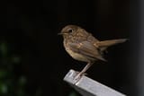robin