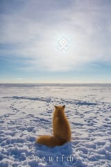 1494188772040