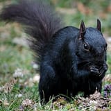 1_640px-Black_Squirrel_34710237204