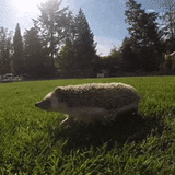 Igel