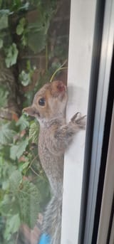 squirrel_friend