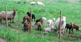 finnsheep_sheep