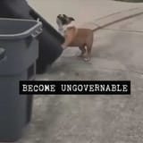 wreckpilldoggo