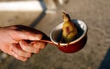 ORTOLAN9_3041989b