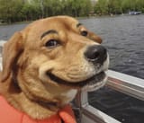 condescending dog2