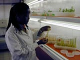 IAEA&#039;s_plant_breeding_Unit_Seibersdorf_04_(7554674346)