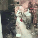 cat-cats-3094695105