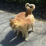 Cute kot