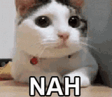 nah kitten