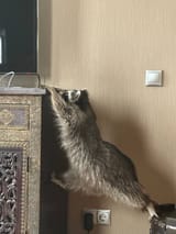 raccon is fine_1713942141066984