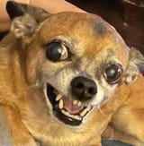 full-blood-chihuahua-or-mix-more-in-comments-v0-caw6cxid6zka1