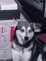 dog-coughing-husky-cough