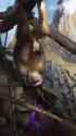 macaco_thumb.jpg