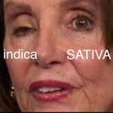 pelosi purp