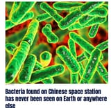 bacteria