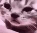 Catt_thumb.jpg
