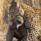 circle of life