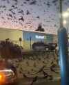 murder of murderous crows_thumb.jpg